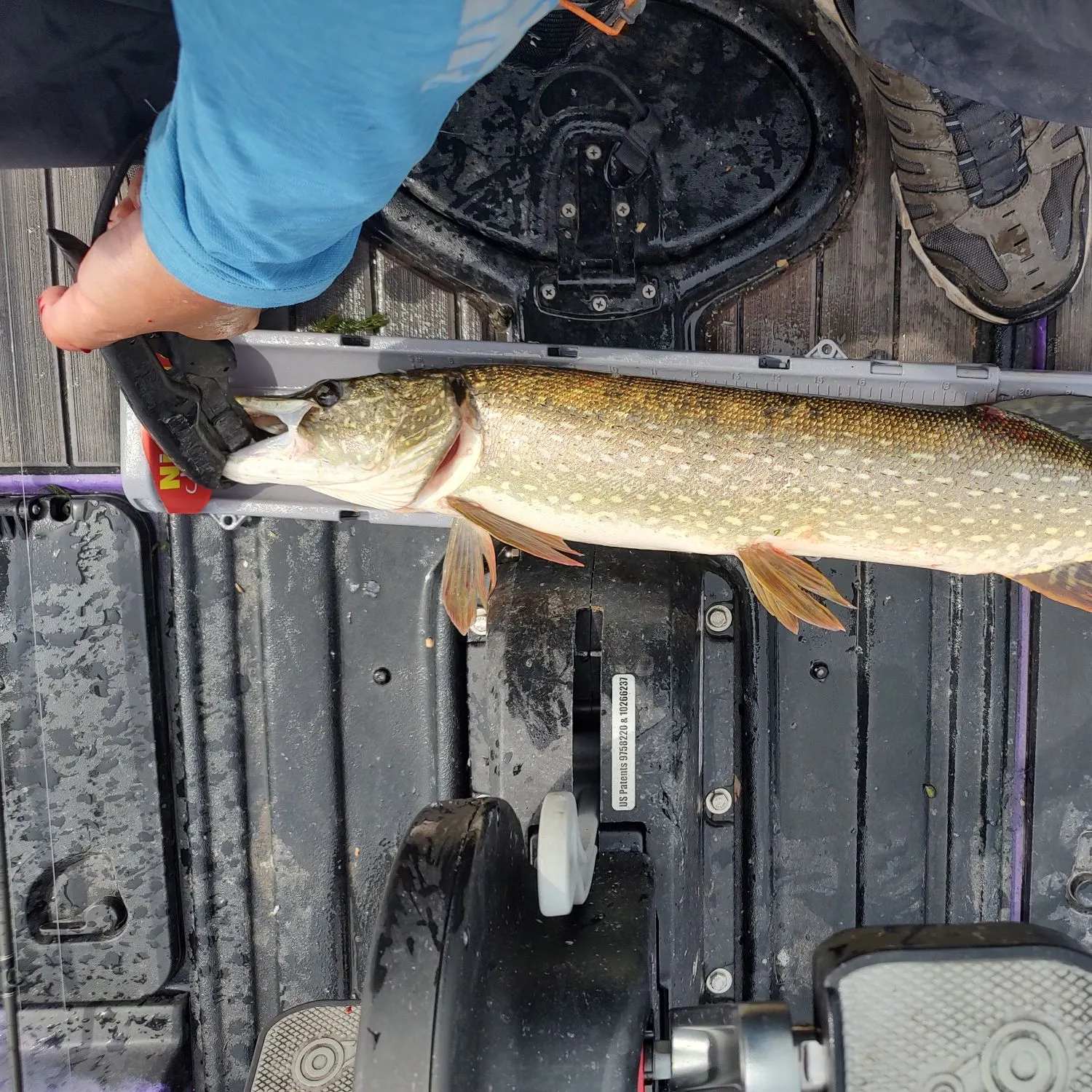 Northern pike caught on Fishbrain