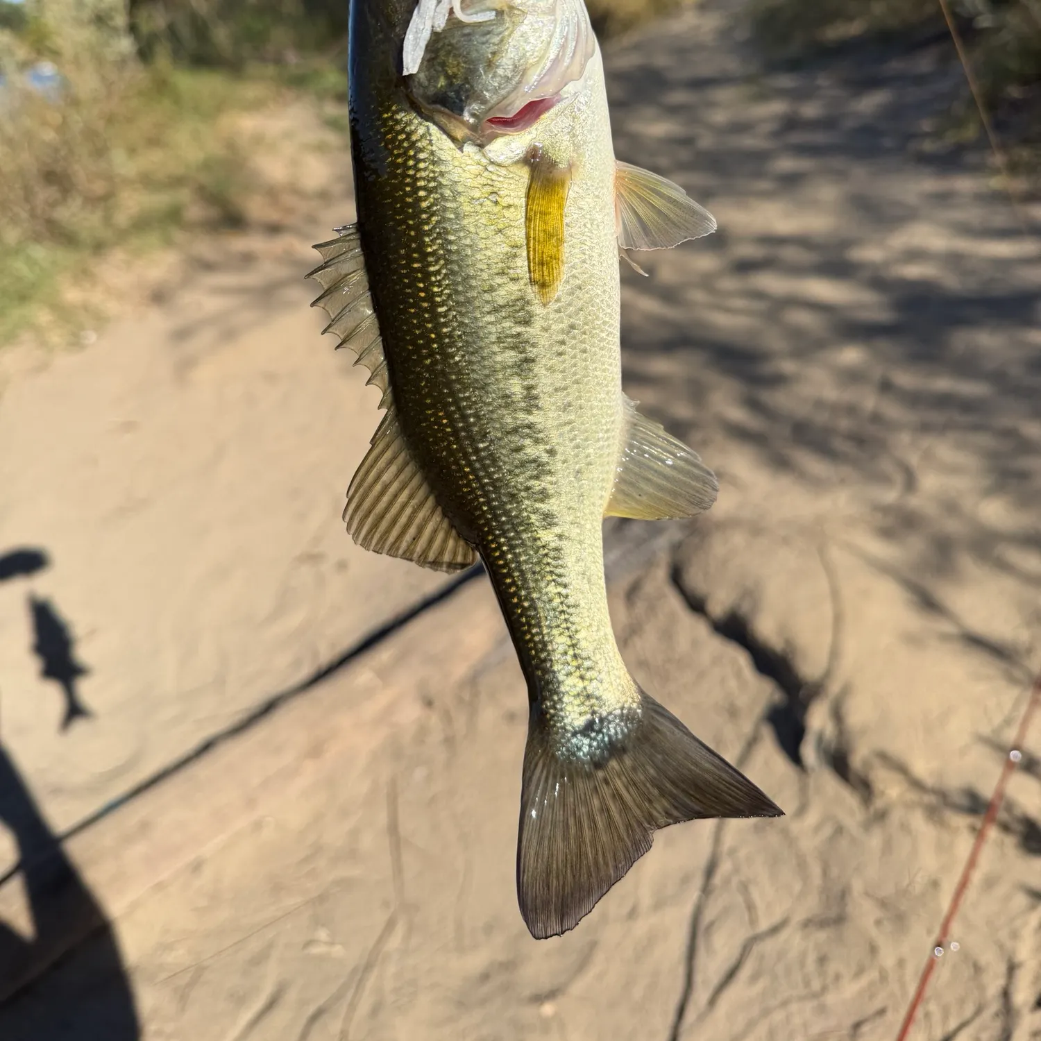 Fish caught on Fishbrain