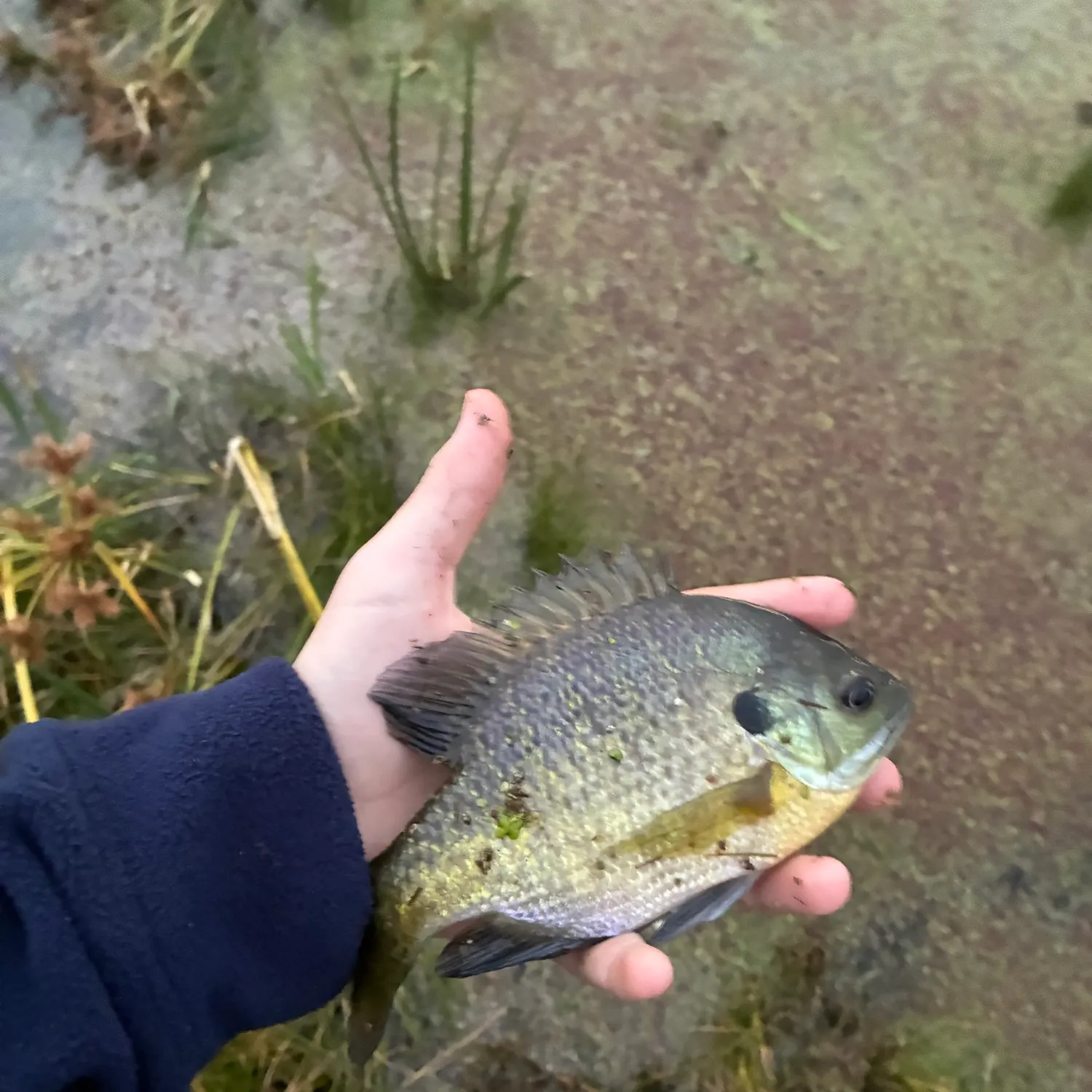 Bluegill caught on Fishbrain