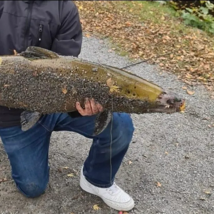 The most recent Atlantic salmon catches on Fishbrain