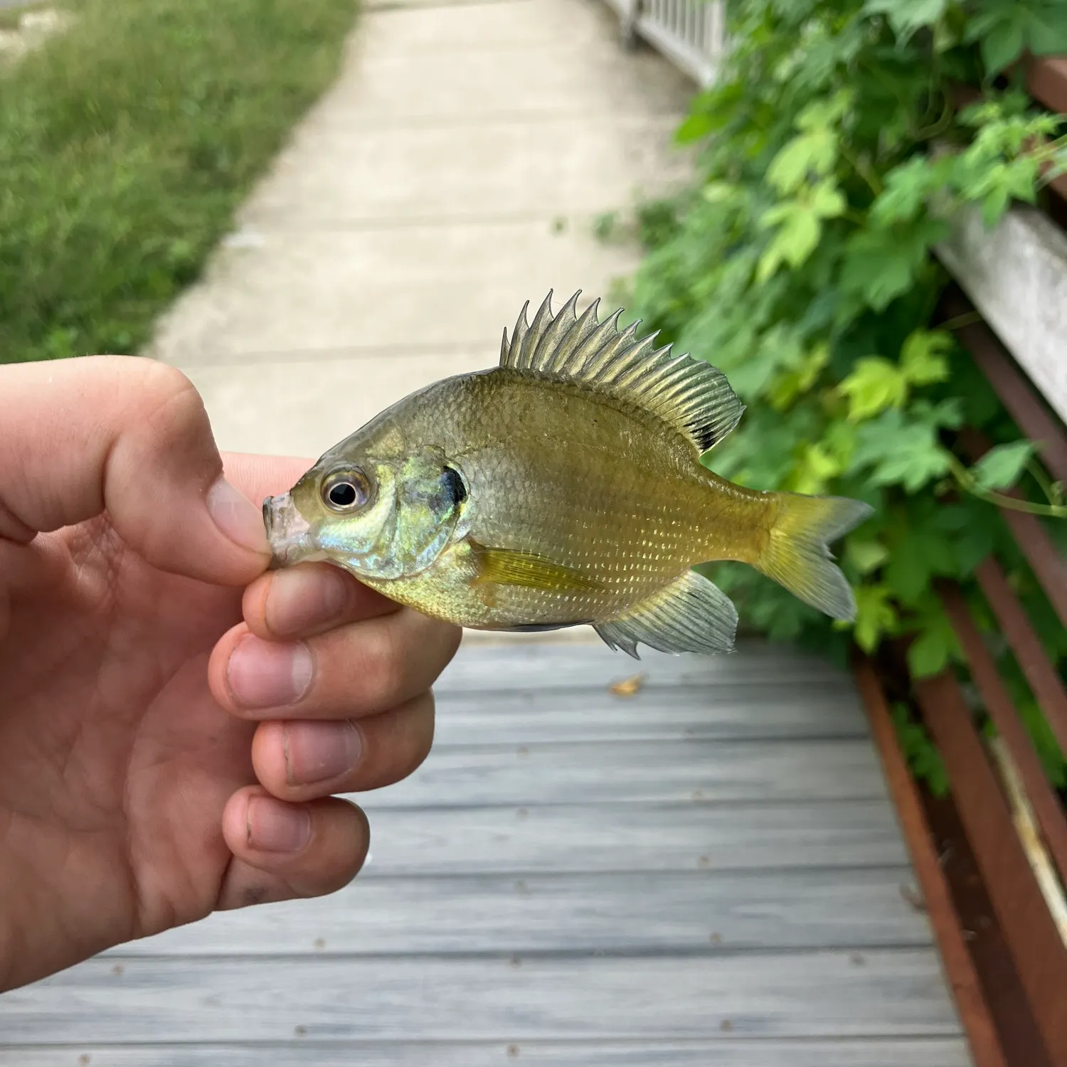 Greengill hybrid caught on Fishbrain