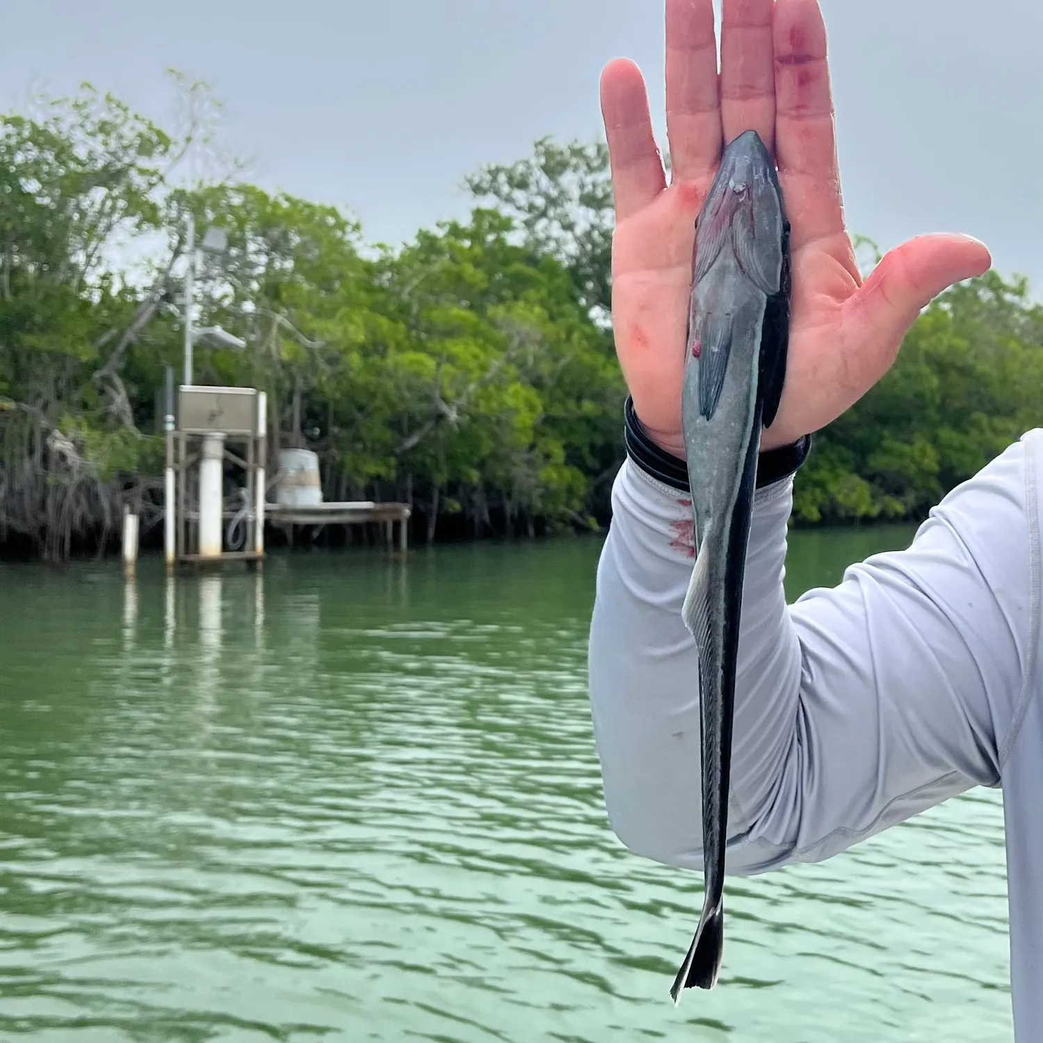The most recent Common remora catches on Fishbrain