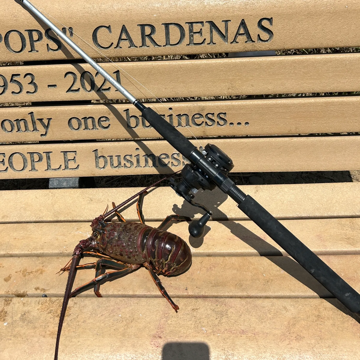 The most recent California spiny lobster catches on Fishbrain