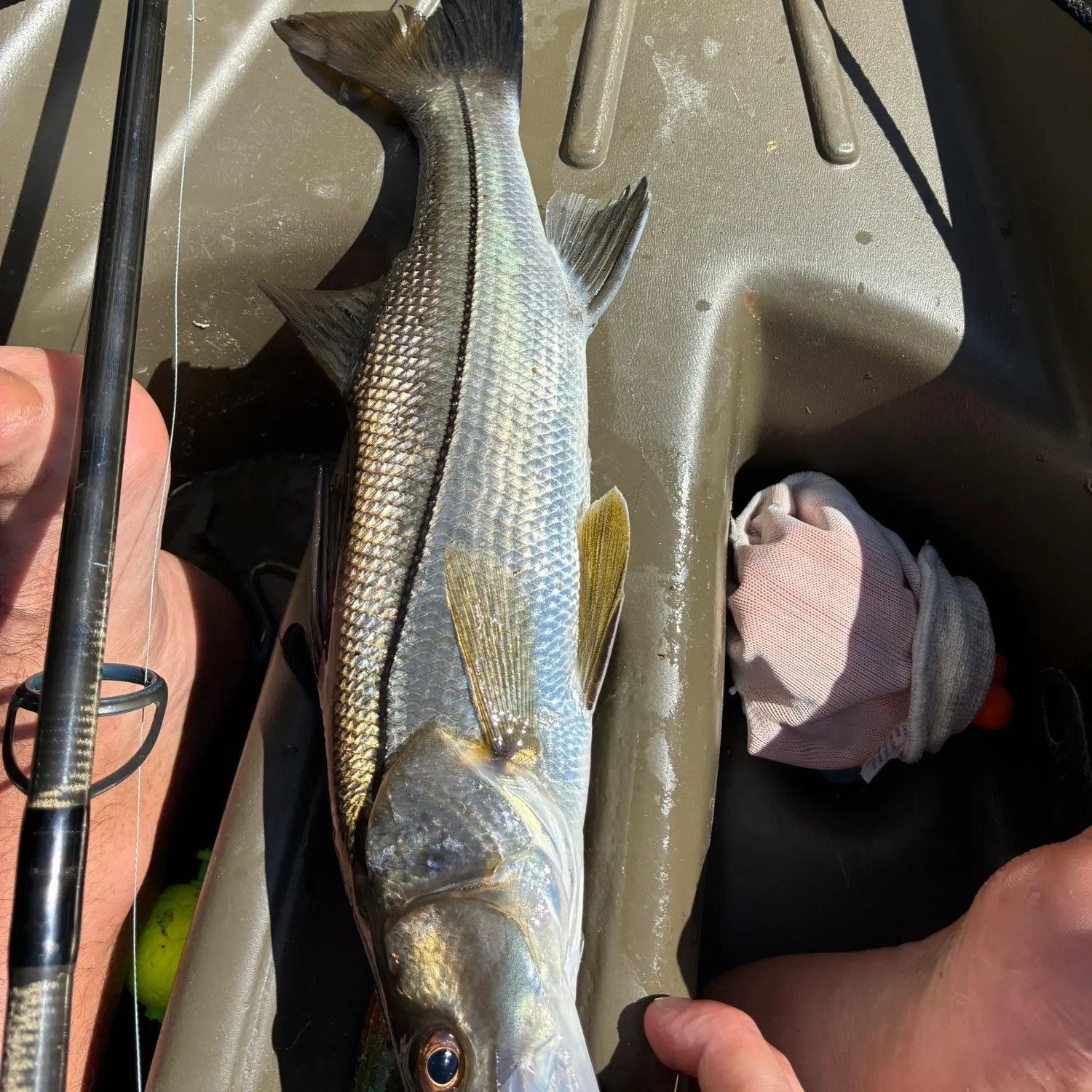 recently logged catches