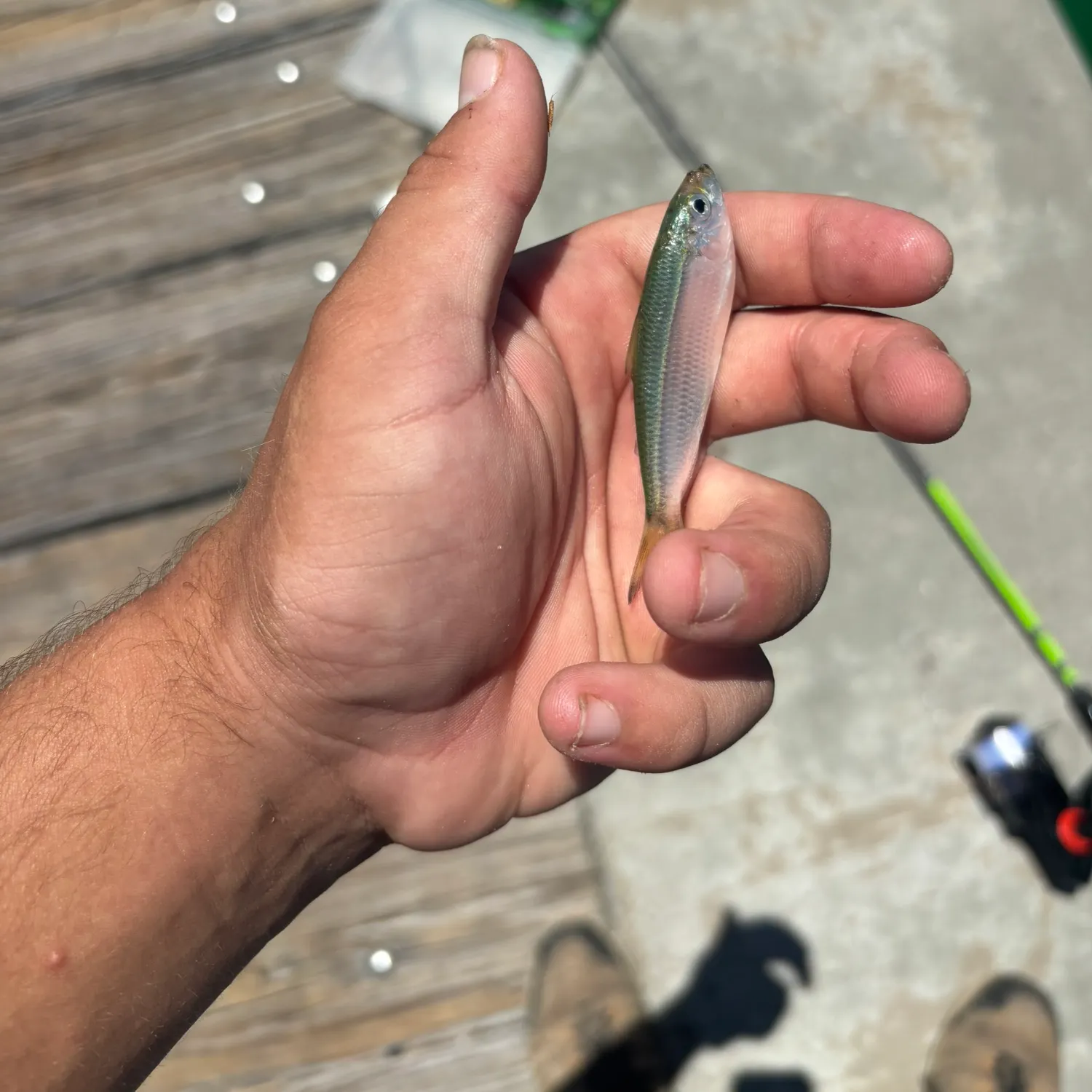 The most recent False herring catches on Fishbrain