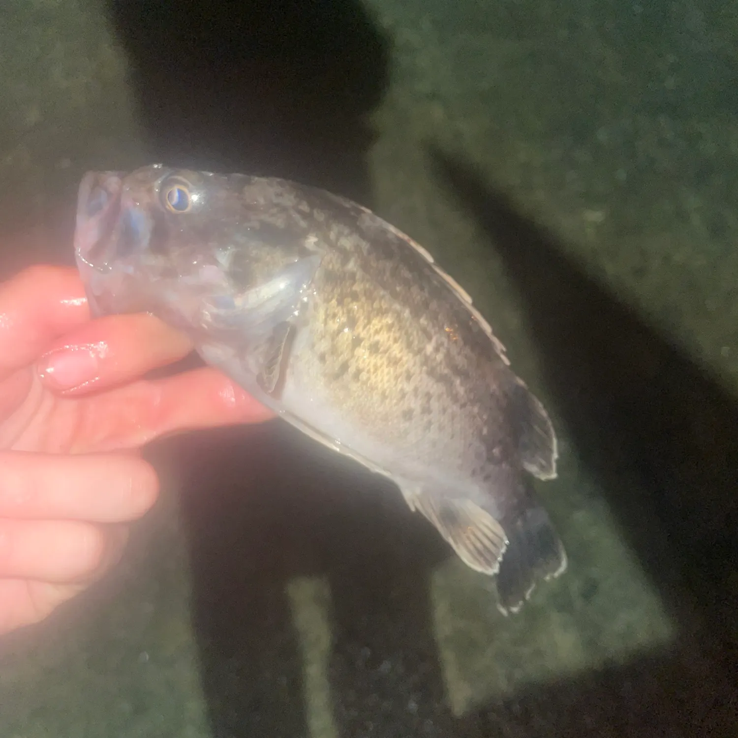 The most recent Japanese white seaperch catches on Fishbrain