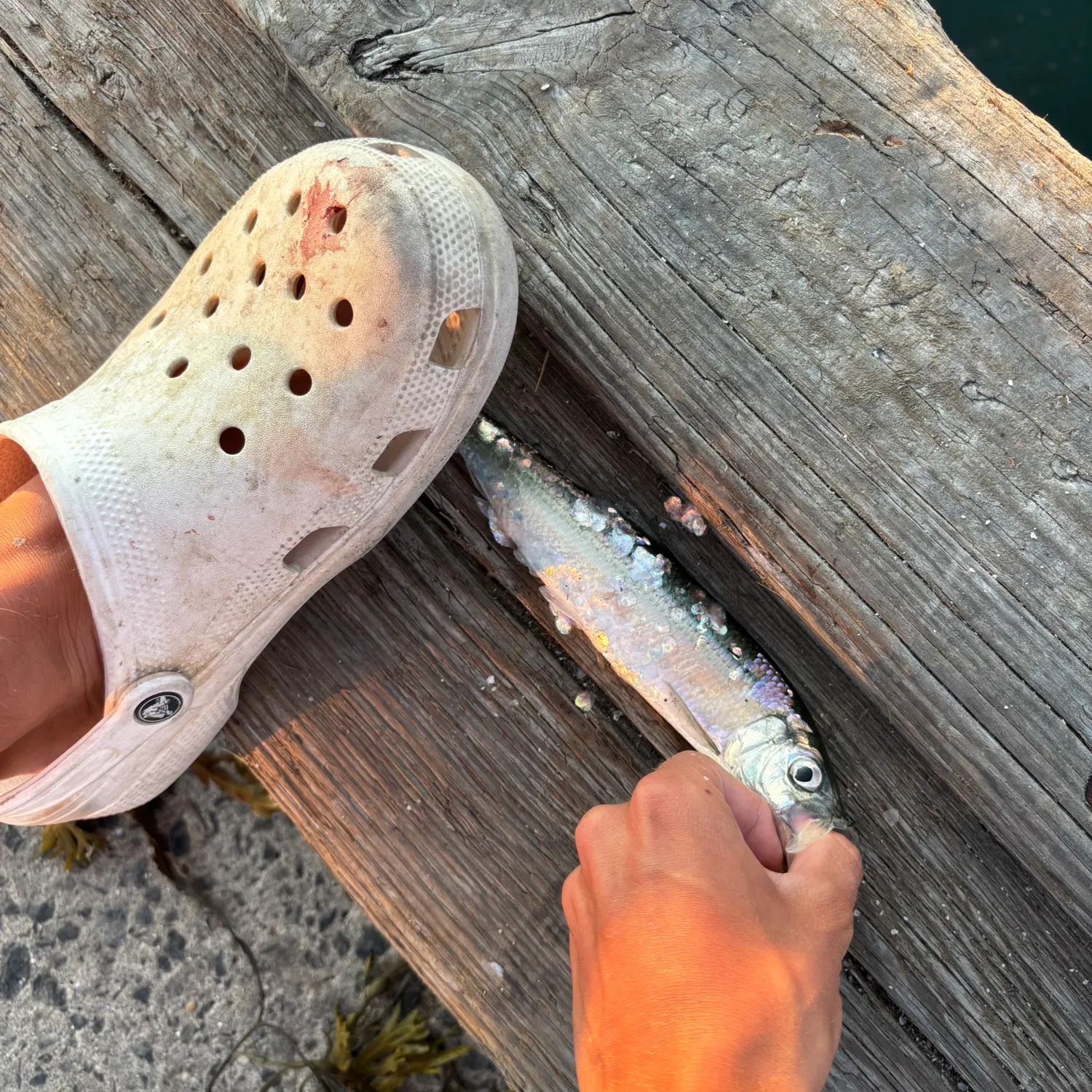 The most recent Atlantic herring catches on Fishbrain