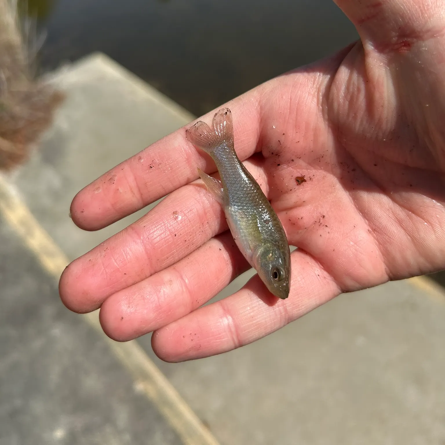 The most recent Eastern mudminnow catches on Fishbrain