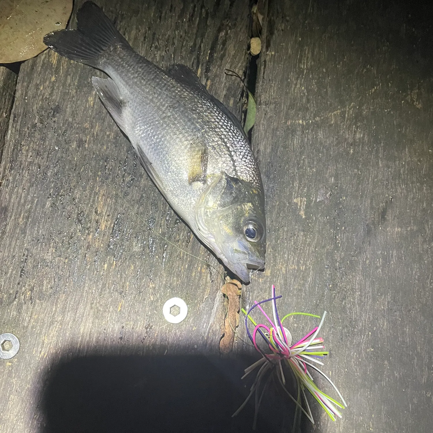 The most recent Australian bass catches on Fishbrain