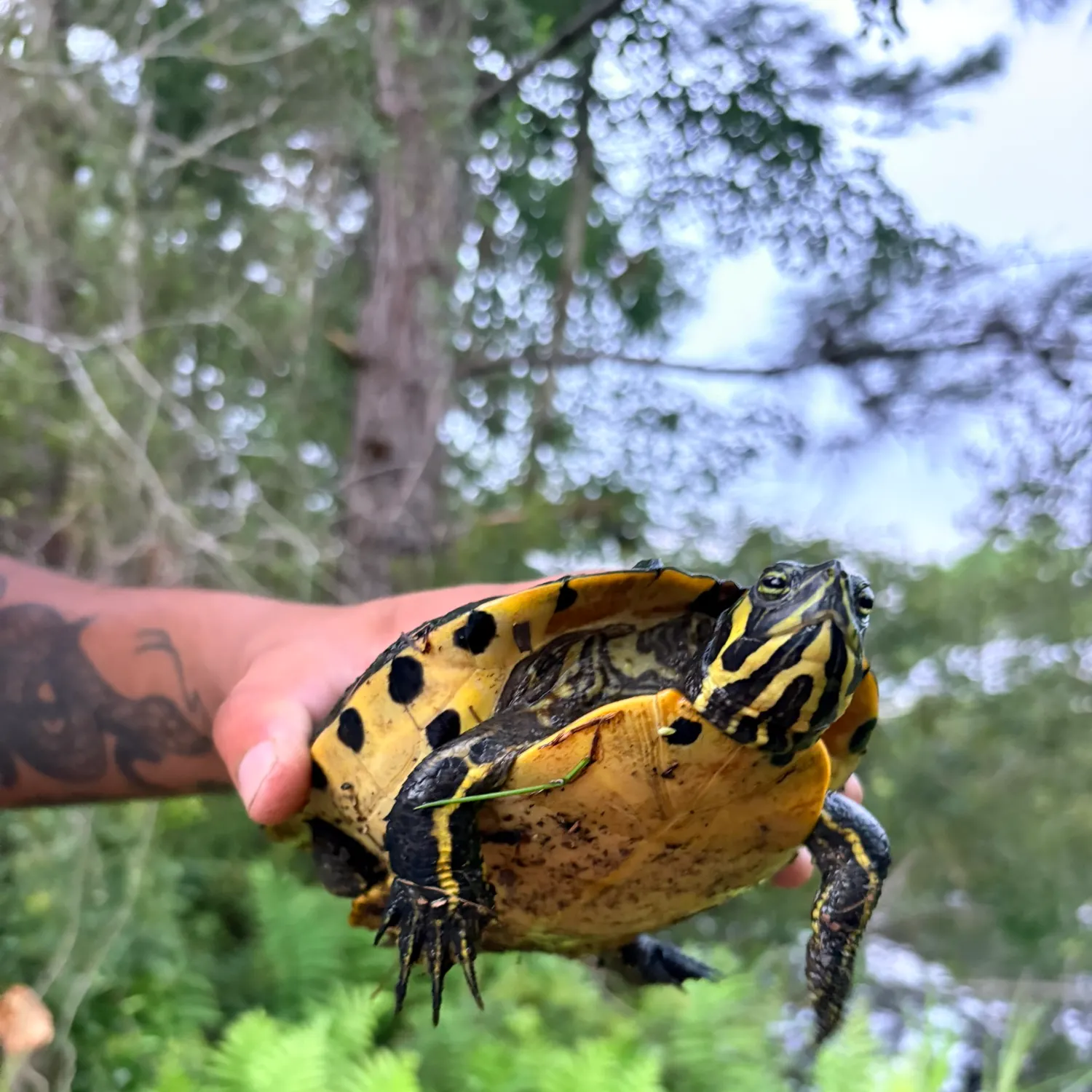 The most recent Pond slider turtle catches on Fishbrain