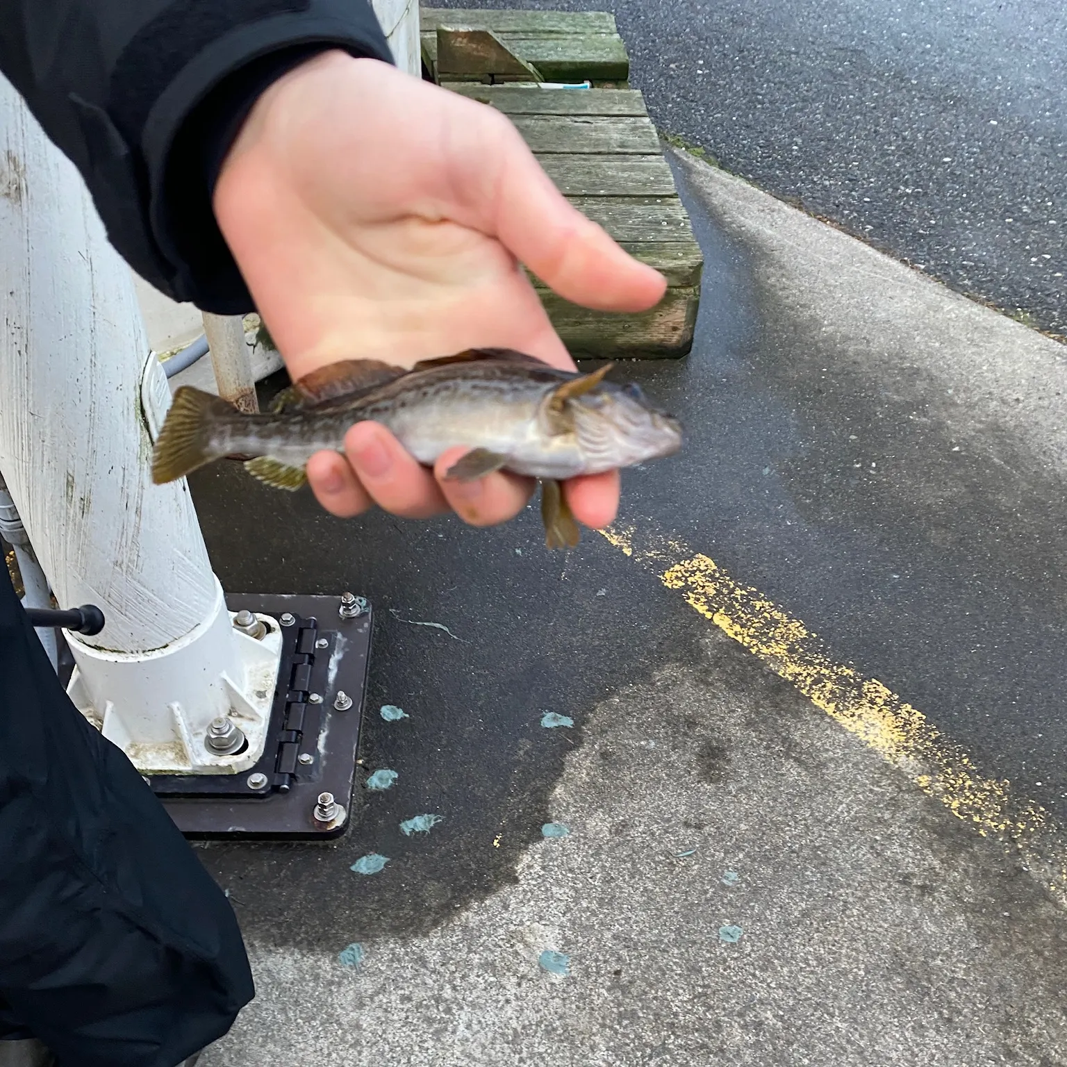 The most recent Kelp greenling catches on Fishbrain