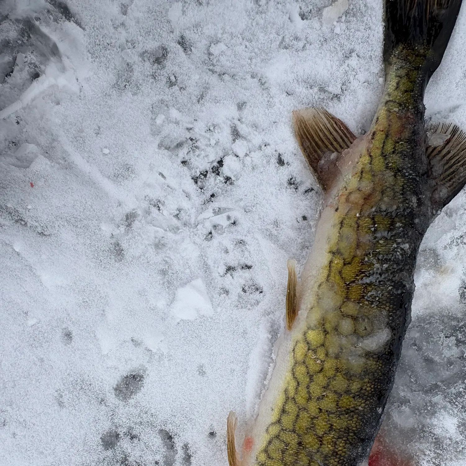 The most recent Chain pickerel catches on Fishbrain