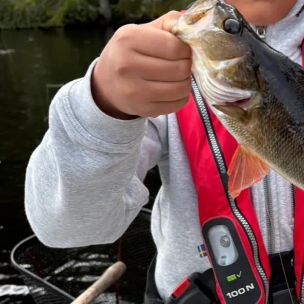 European perch caught on Fishbrain