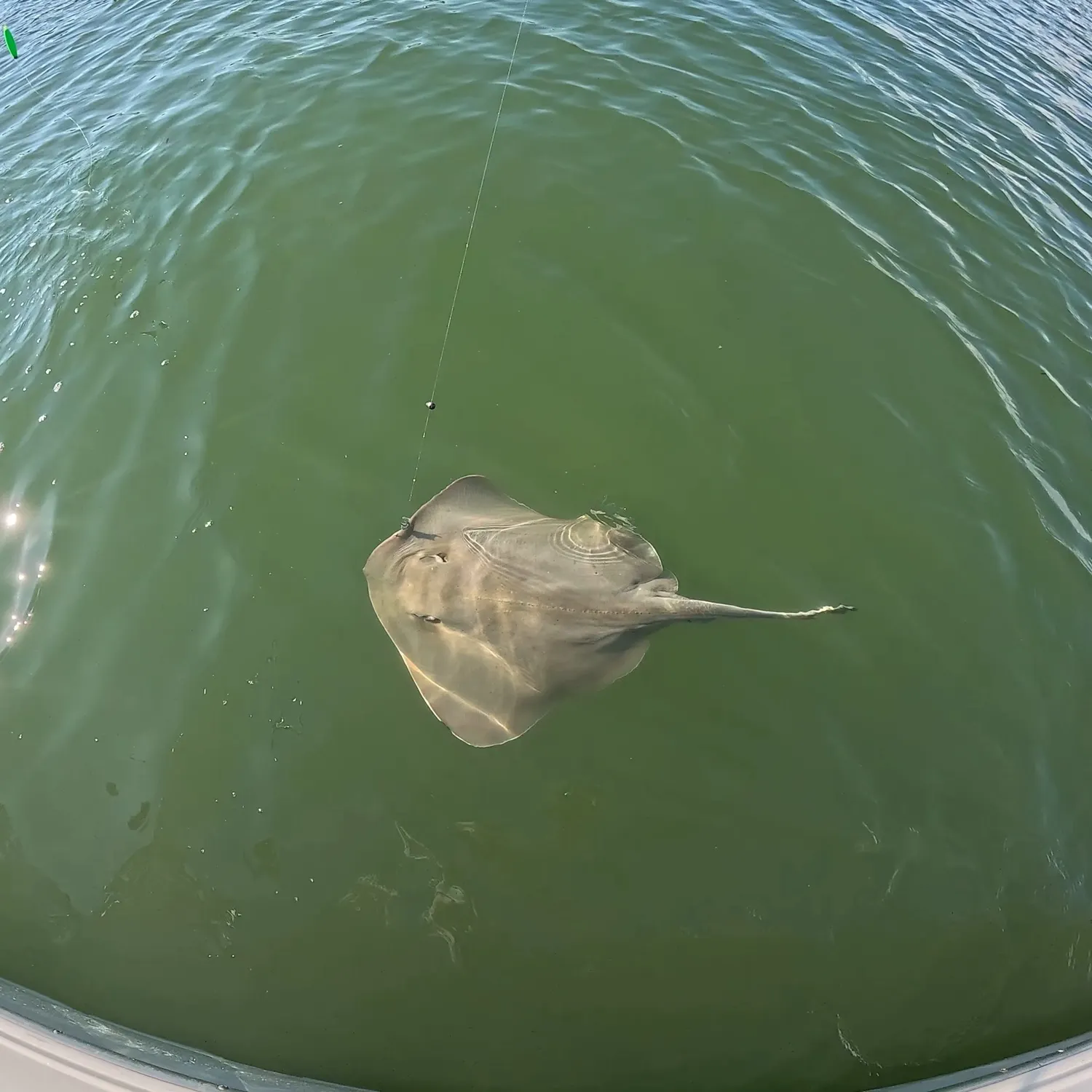The most recent Southern stingray catches on Fishbrain