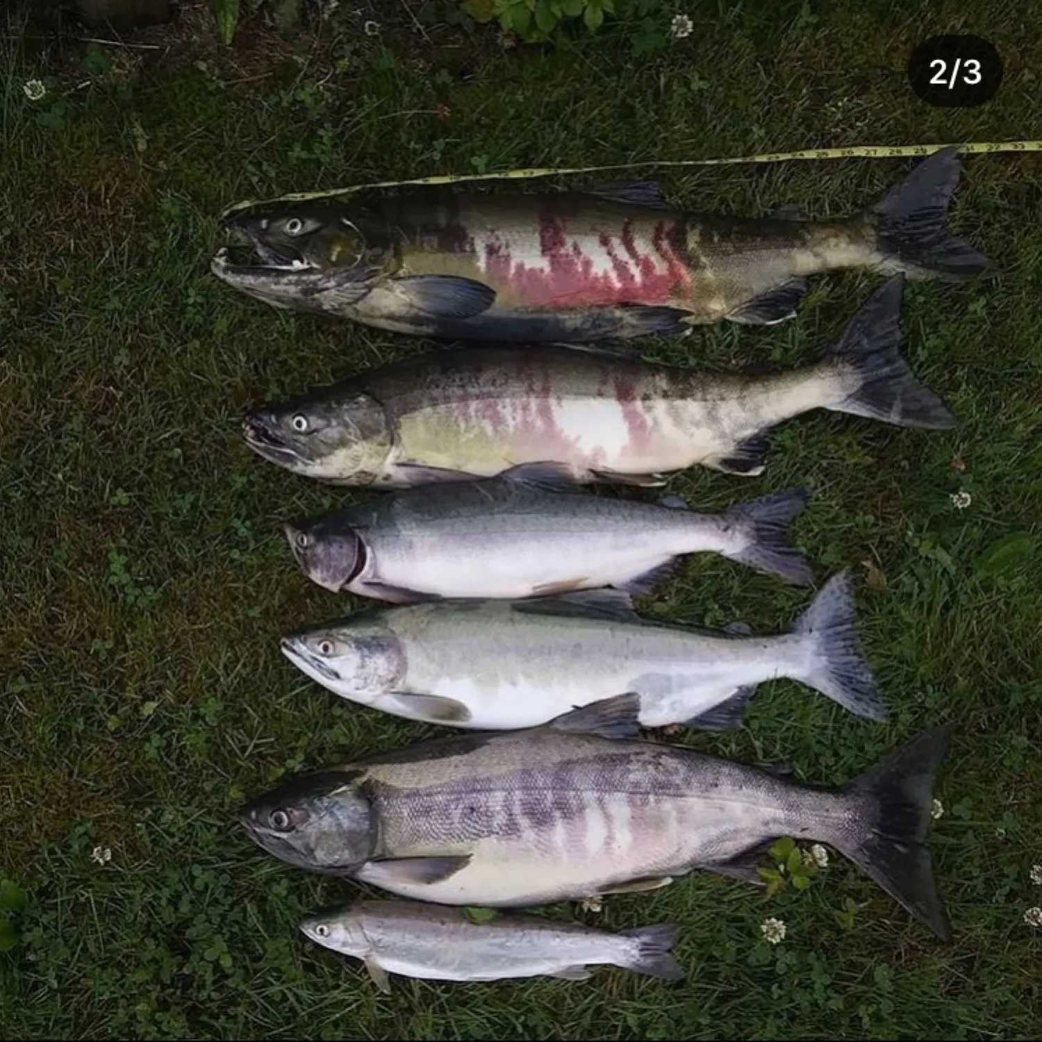 recently logged catches