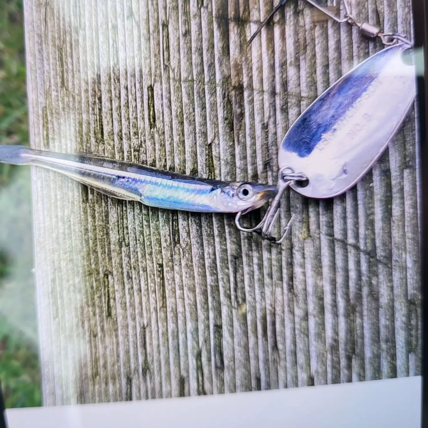 The most recent Lake chub catches on Fishbrain