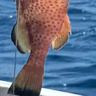 angler catch