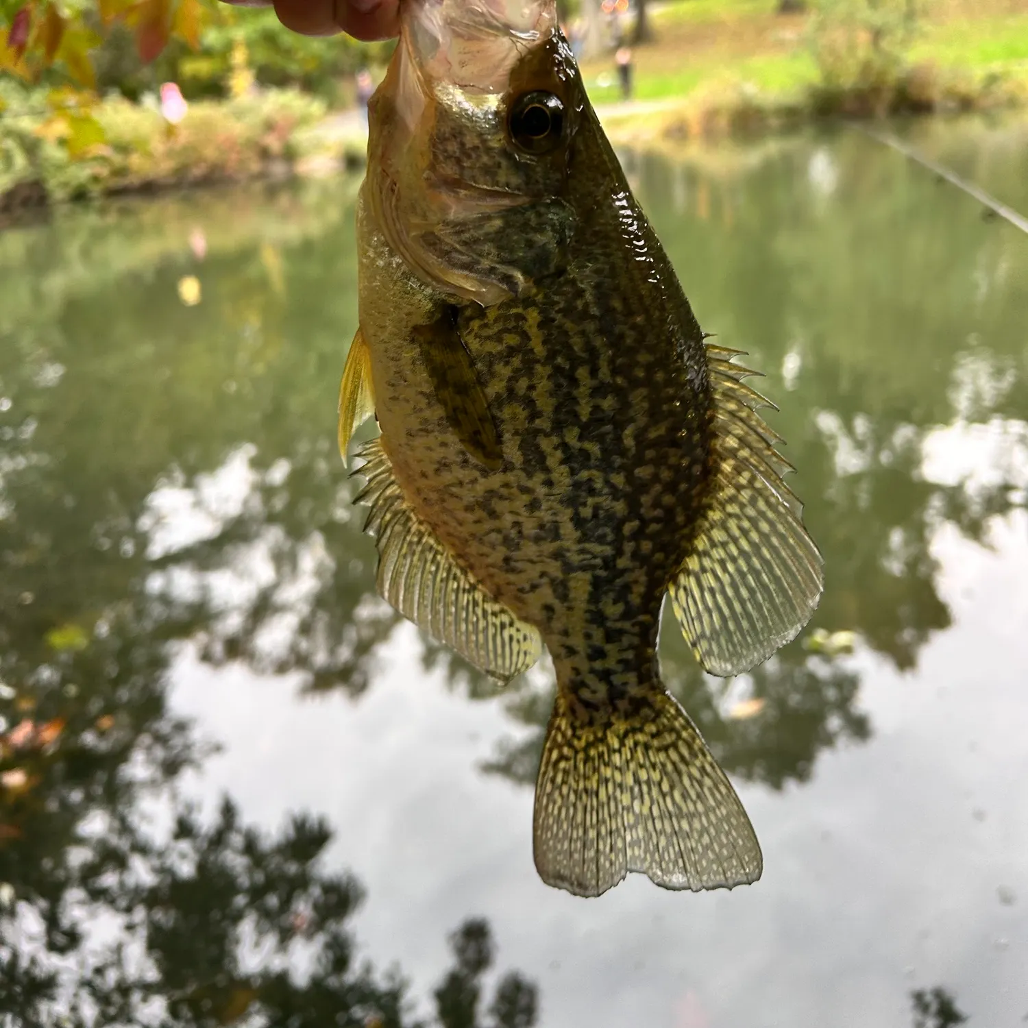 Black crappie caught on Fishbrain