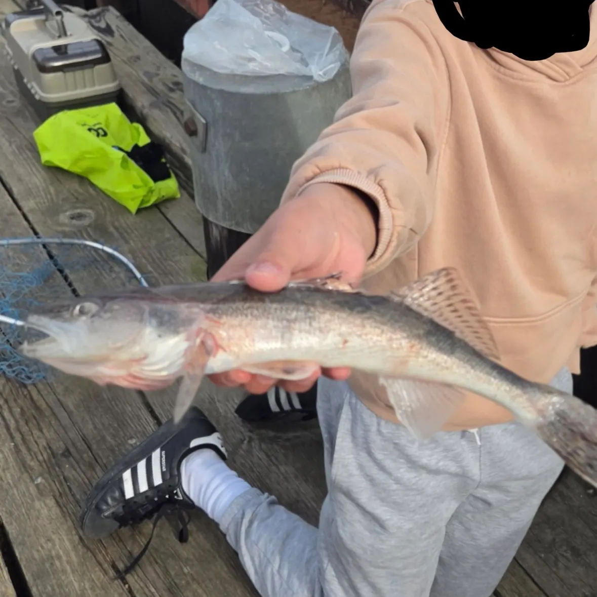 Walleye caught on Fishbrain