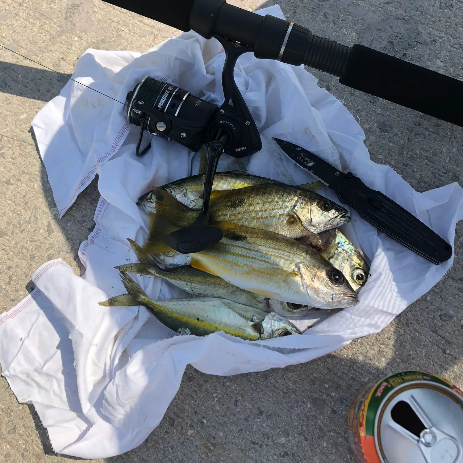 recently logged catches