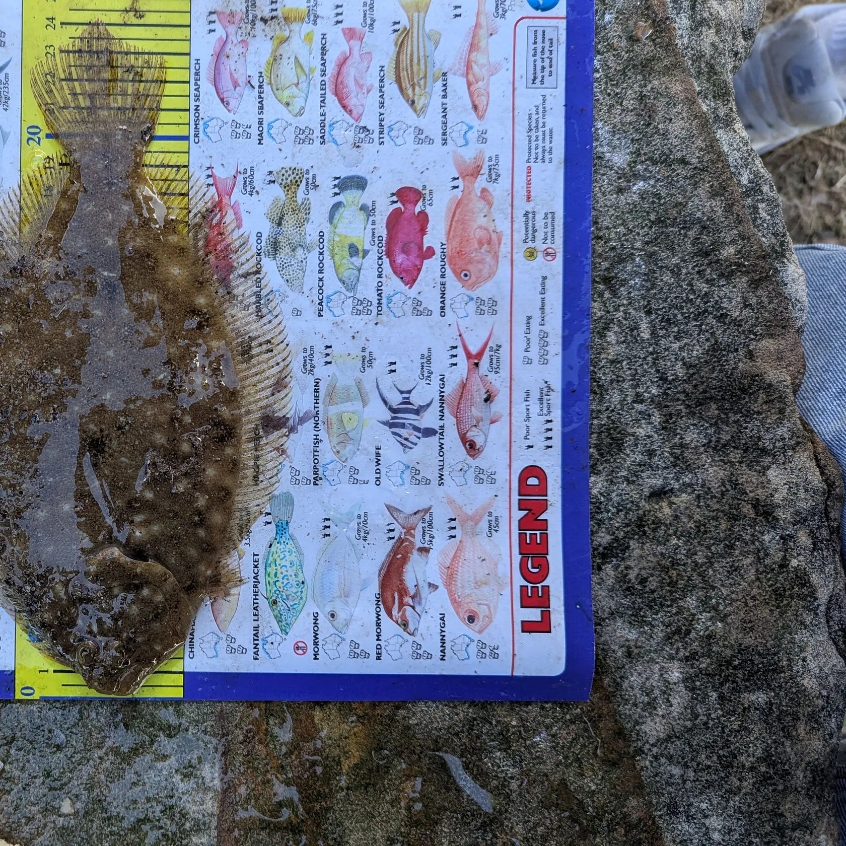 The most recent Stone Flounder catches on Fishbrain