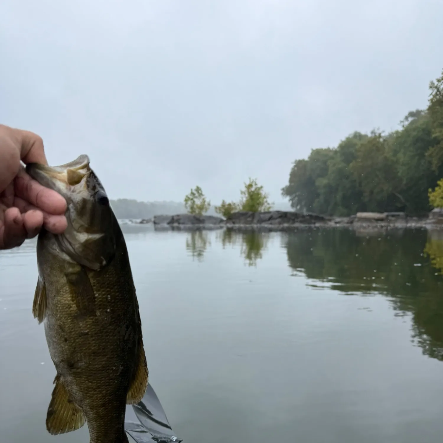Smallmouth bass caught on Fishbrain