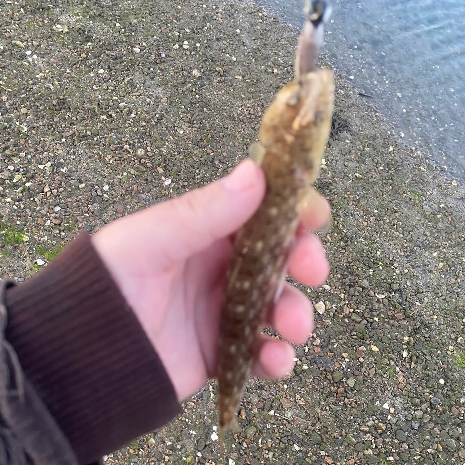 Inshore lizardfish caught on Fishbrain