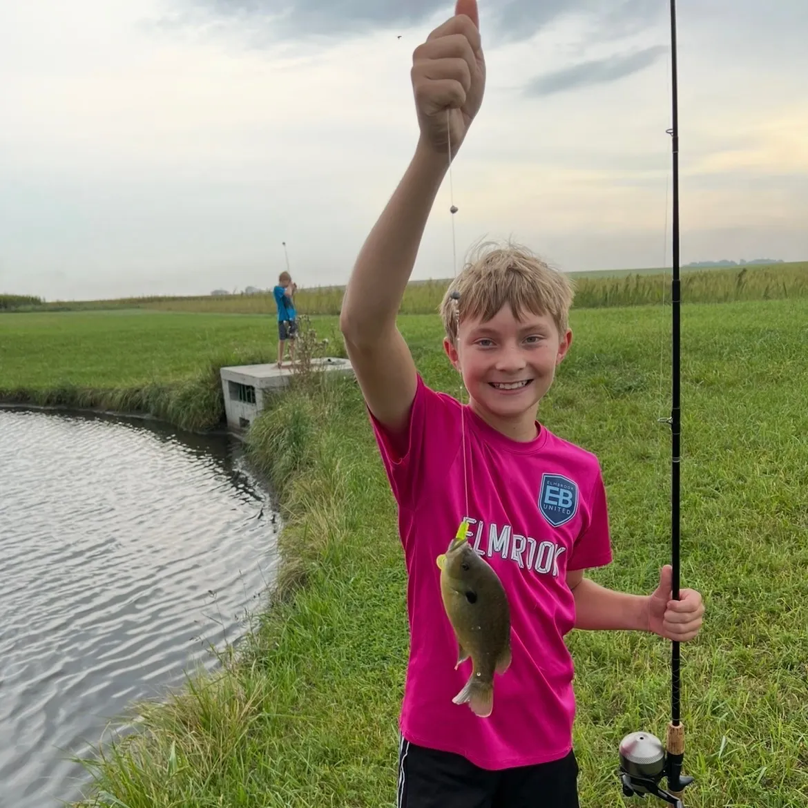 Bluegill caught on Fishbrain