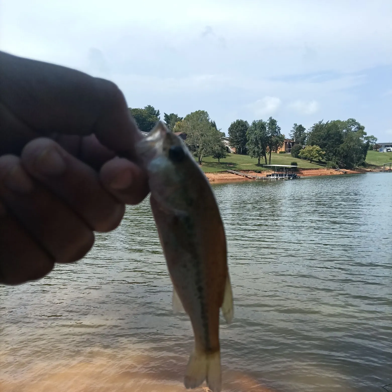 Fish caught on Fishbrain
