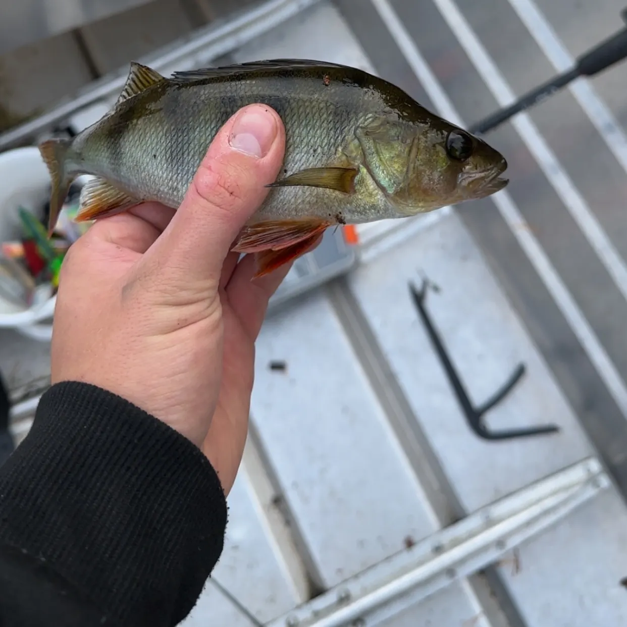 European perch caught on Fishbrain