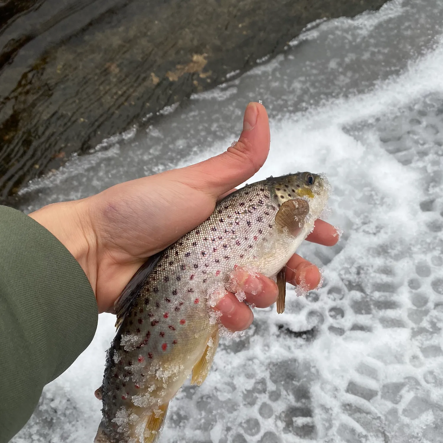 recently logged catches