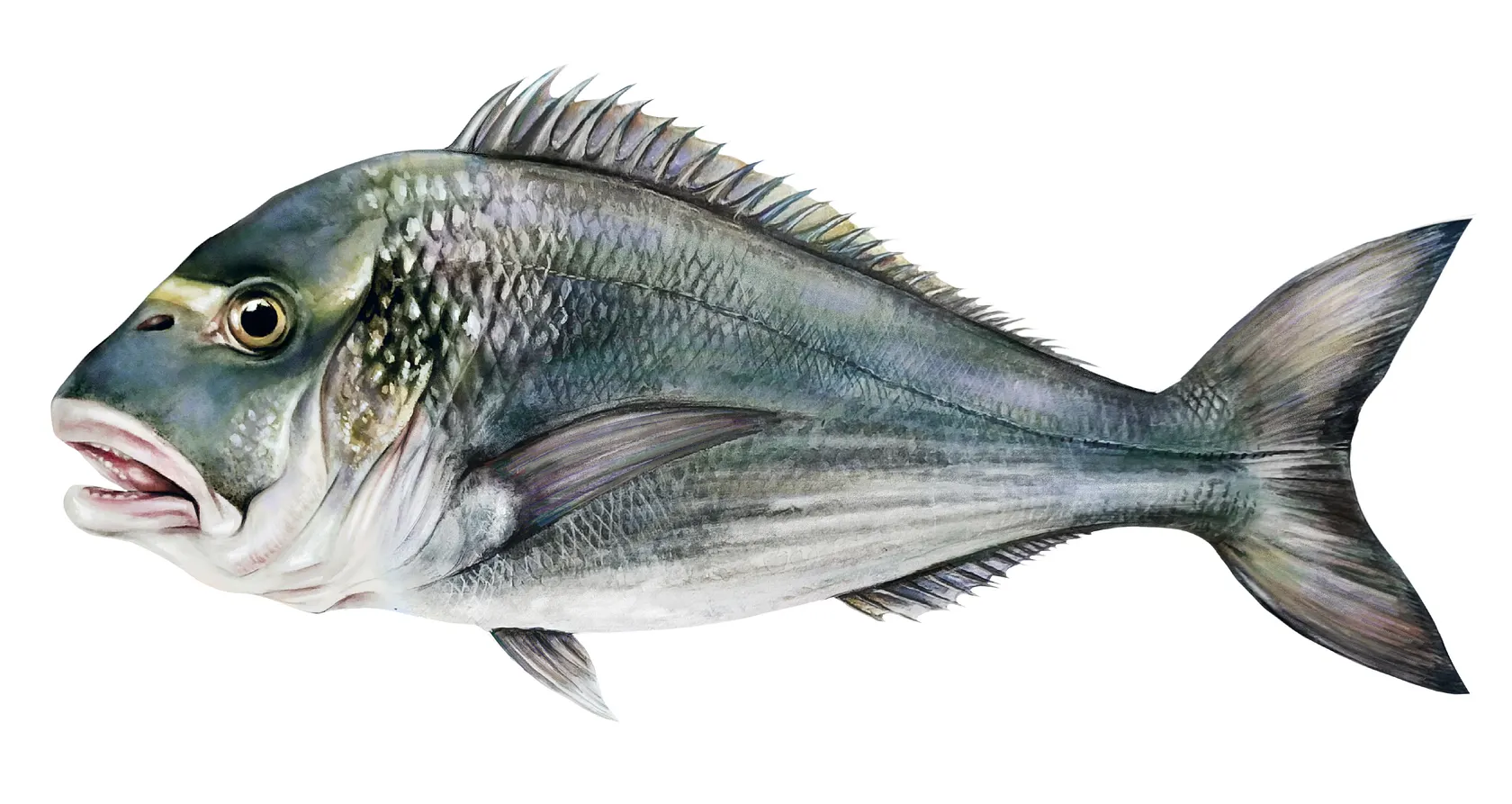 Gilthead seabream