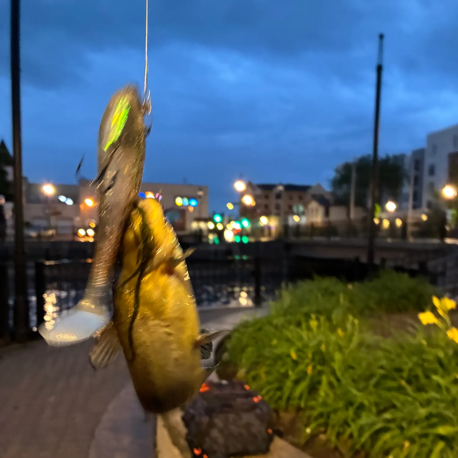 catch