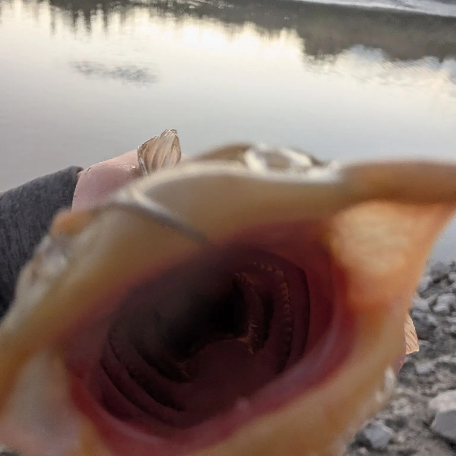 Black bullhead caught on Fishbrain