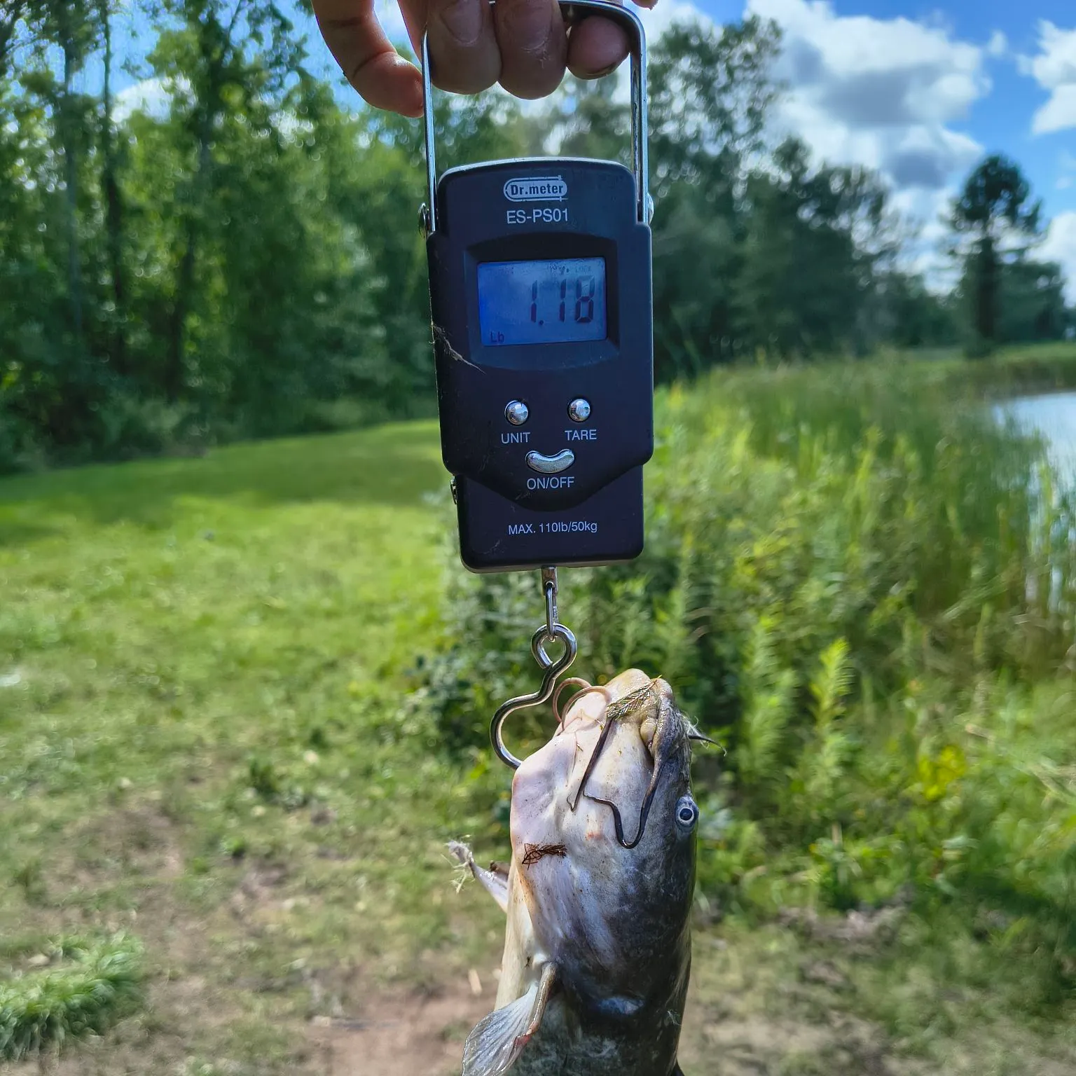 Black bullhead caught on Fishbrain