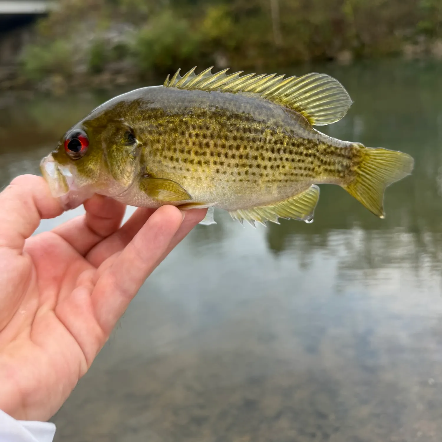 Rock bass caught on Fishbrain