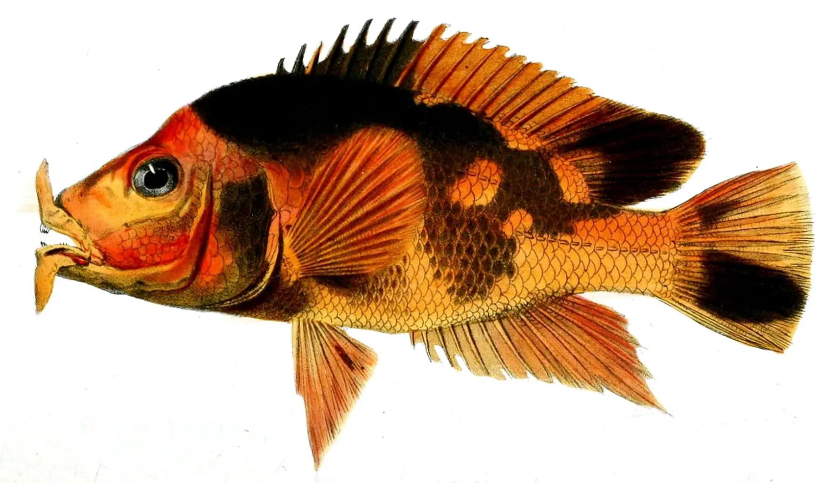 Red devil cichlid