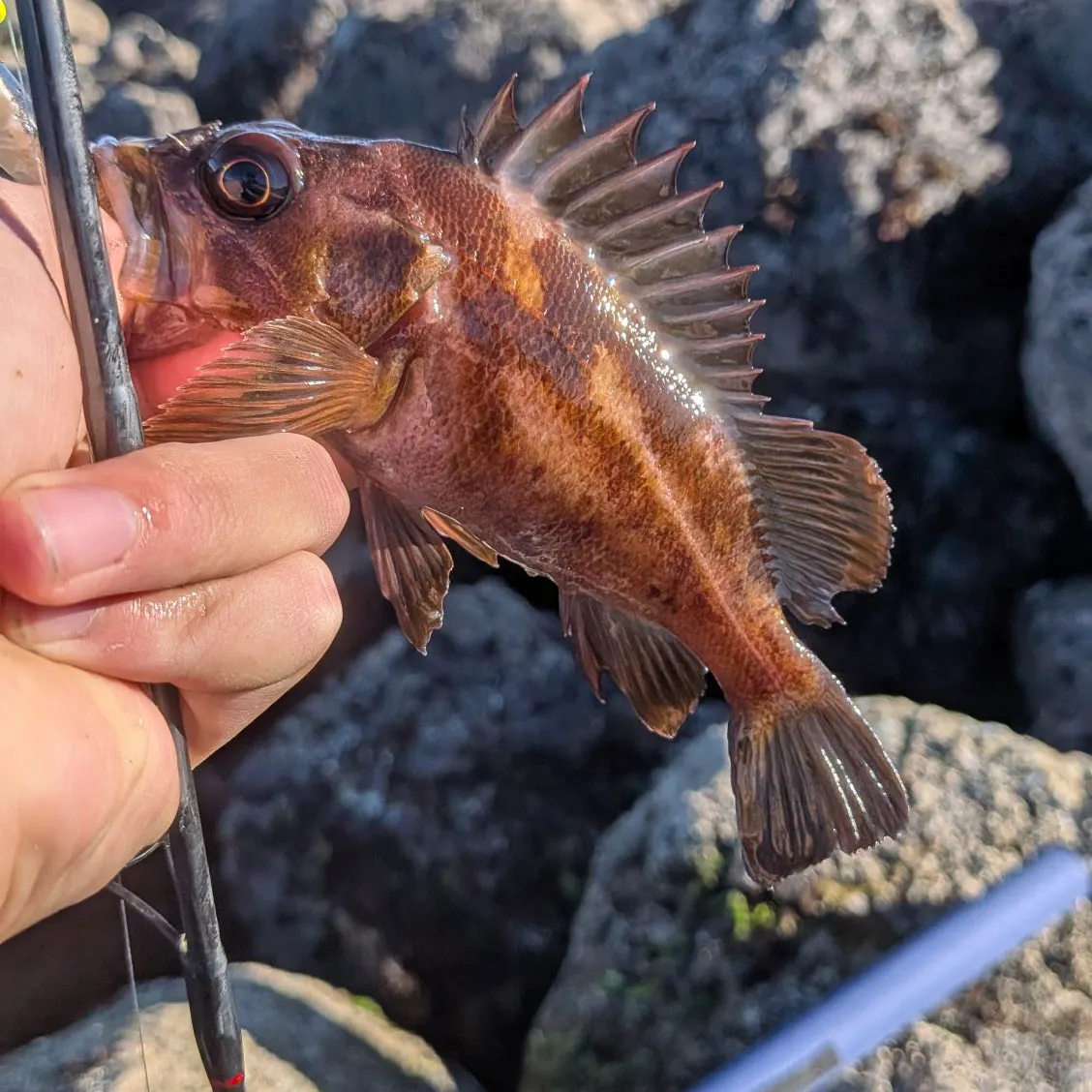 The most recent Copper rockfish catches on Fishbrain