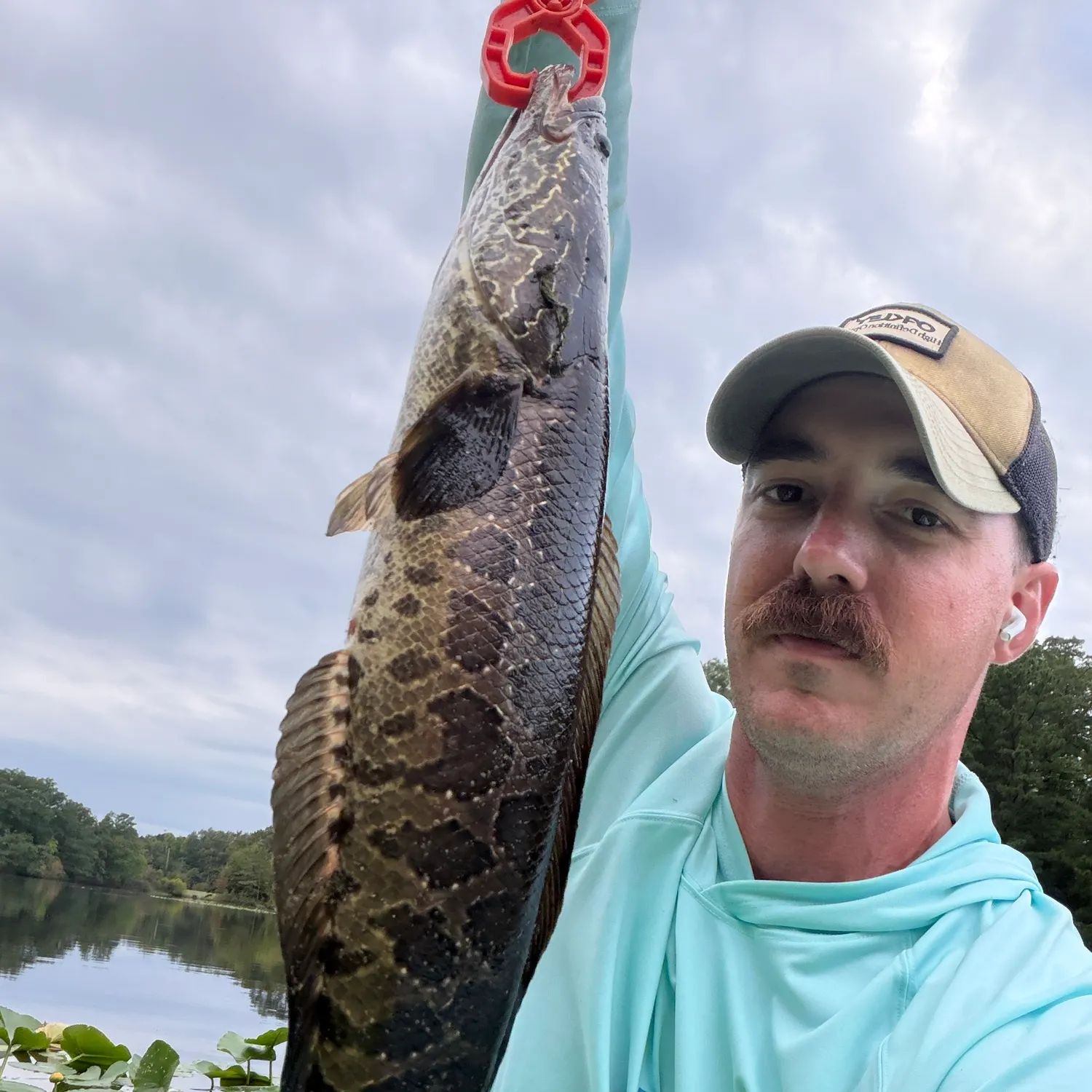 Northern snakehead caught on Fishbrain