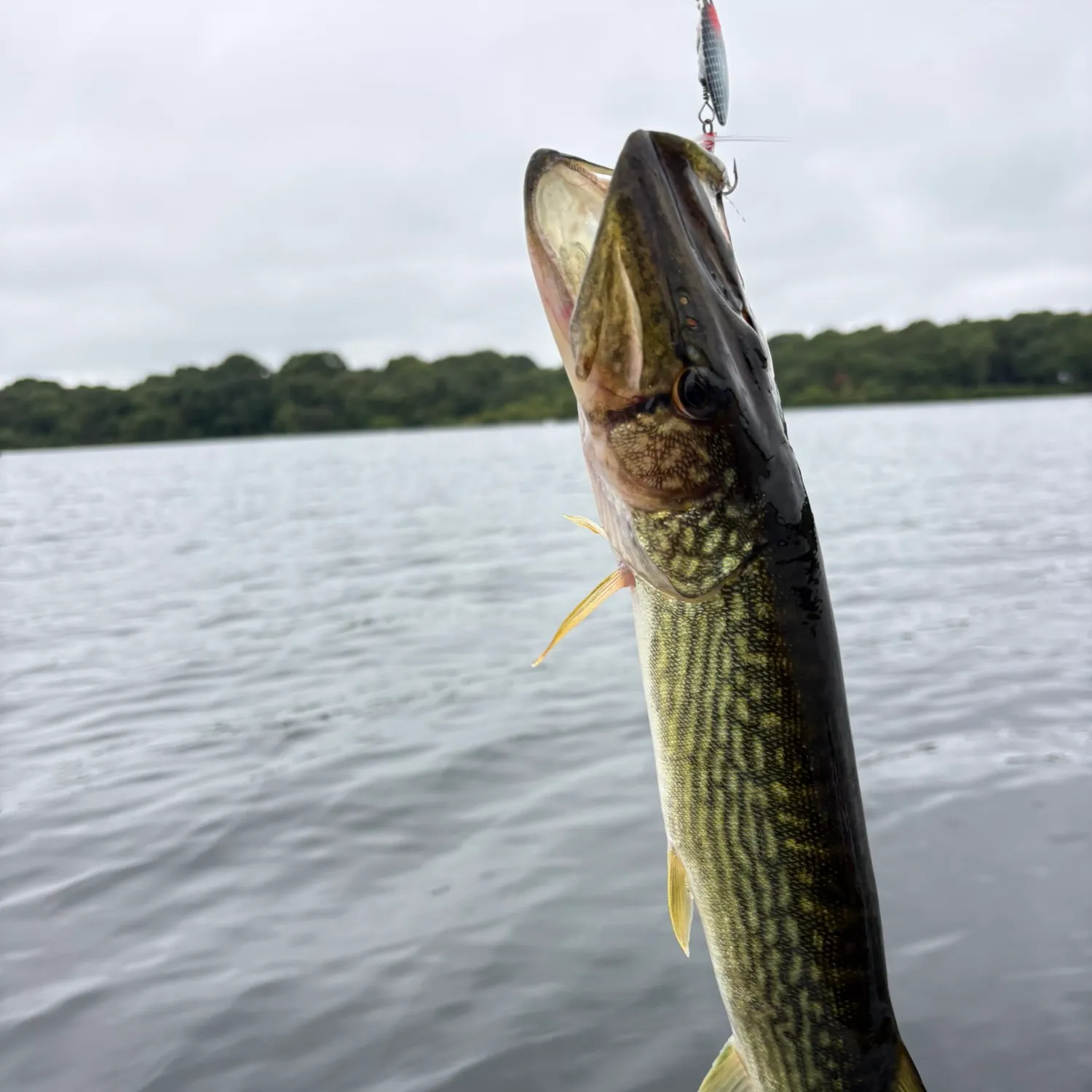 Chain pickerel caught on Fishbrain