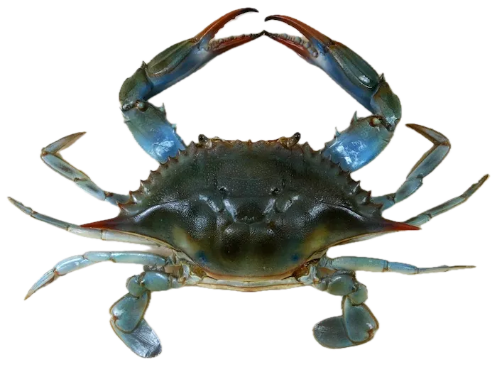 Blue crab