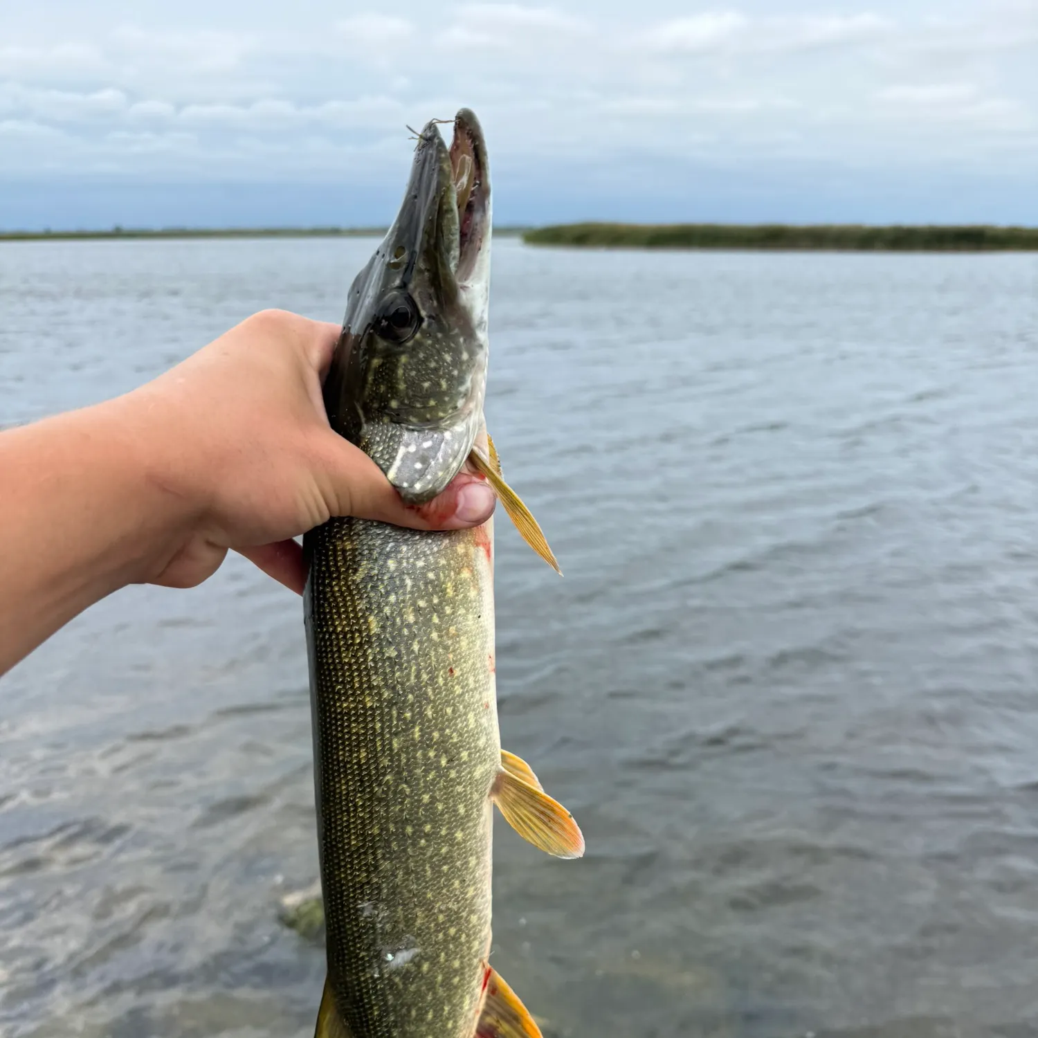 Northern pike caught on Fishbrain