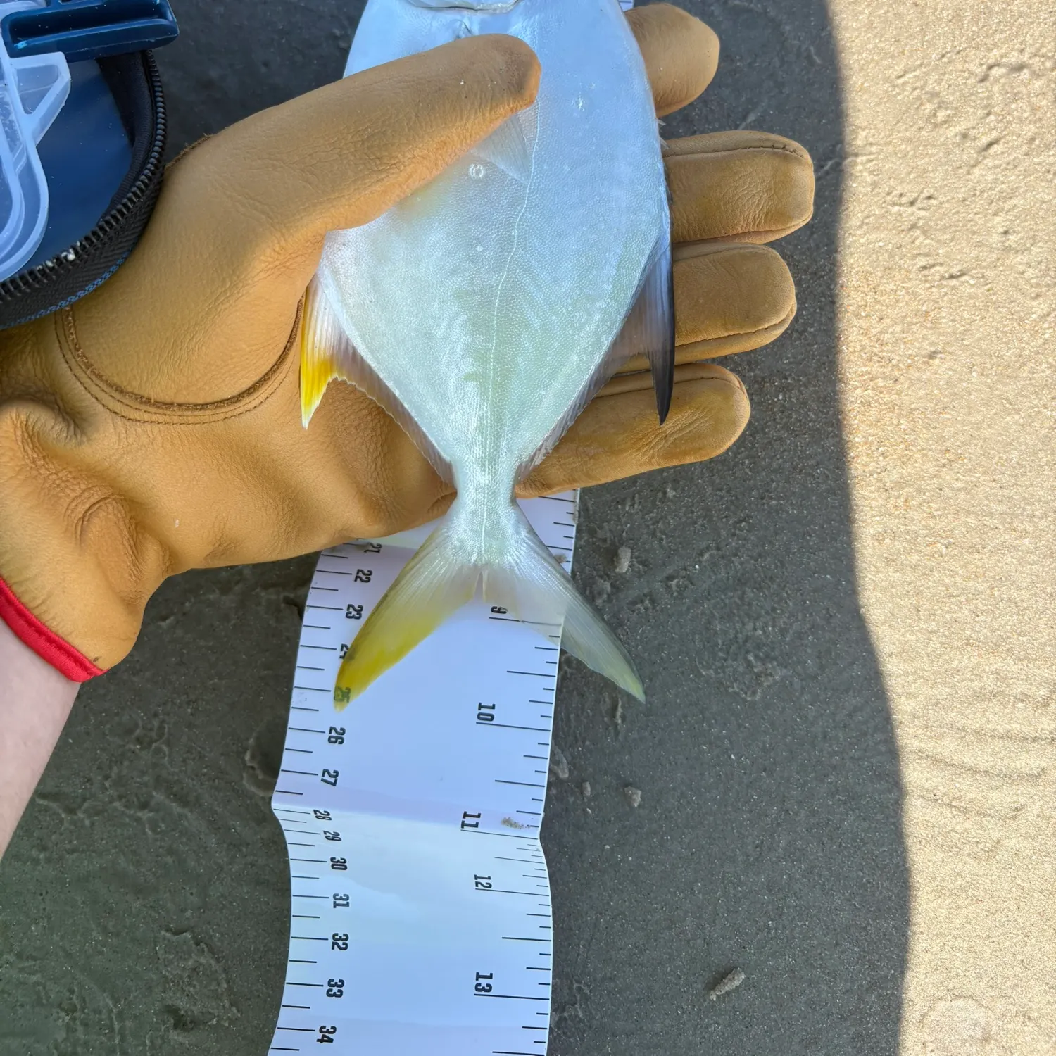 The most recent Florida pompano catches on Fishbrain
