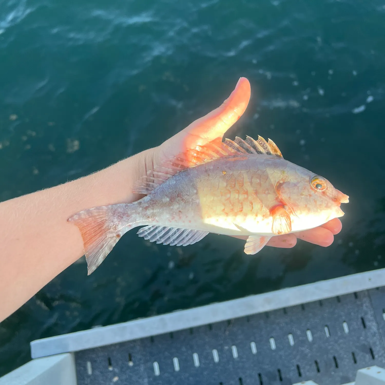 The most recent Redtail parrotfish catches on Fishbrain