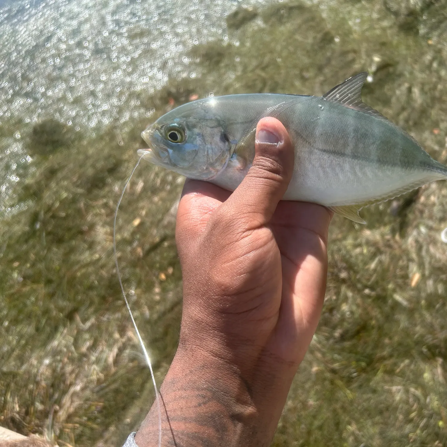 Blue runner caught on Fishbrain