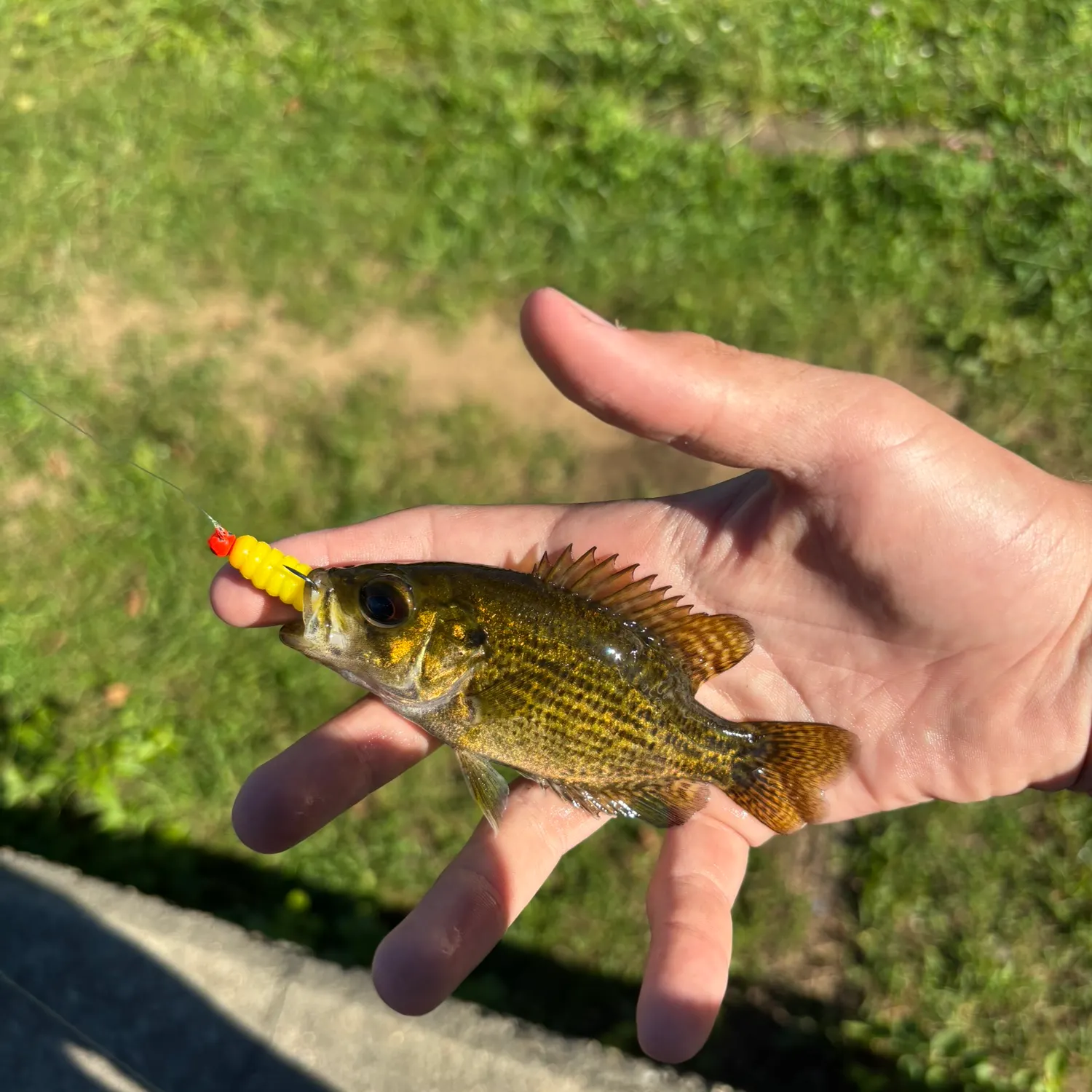 Rock bass caught on Fishbrain