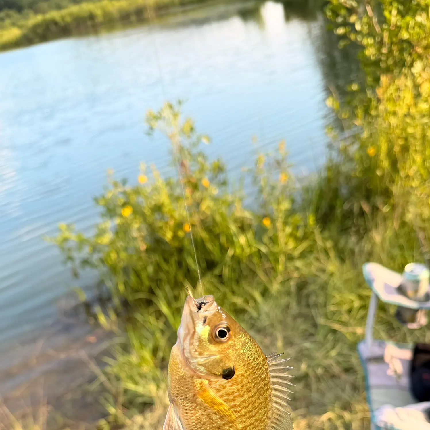 Smallmouth bass caught on Fishbrain