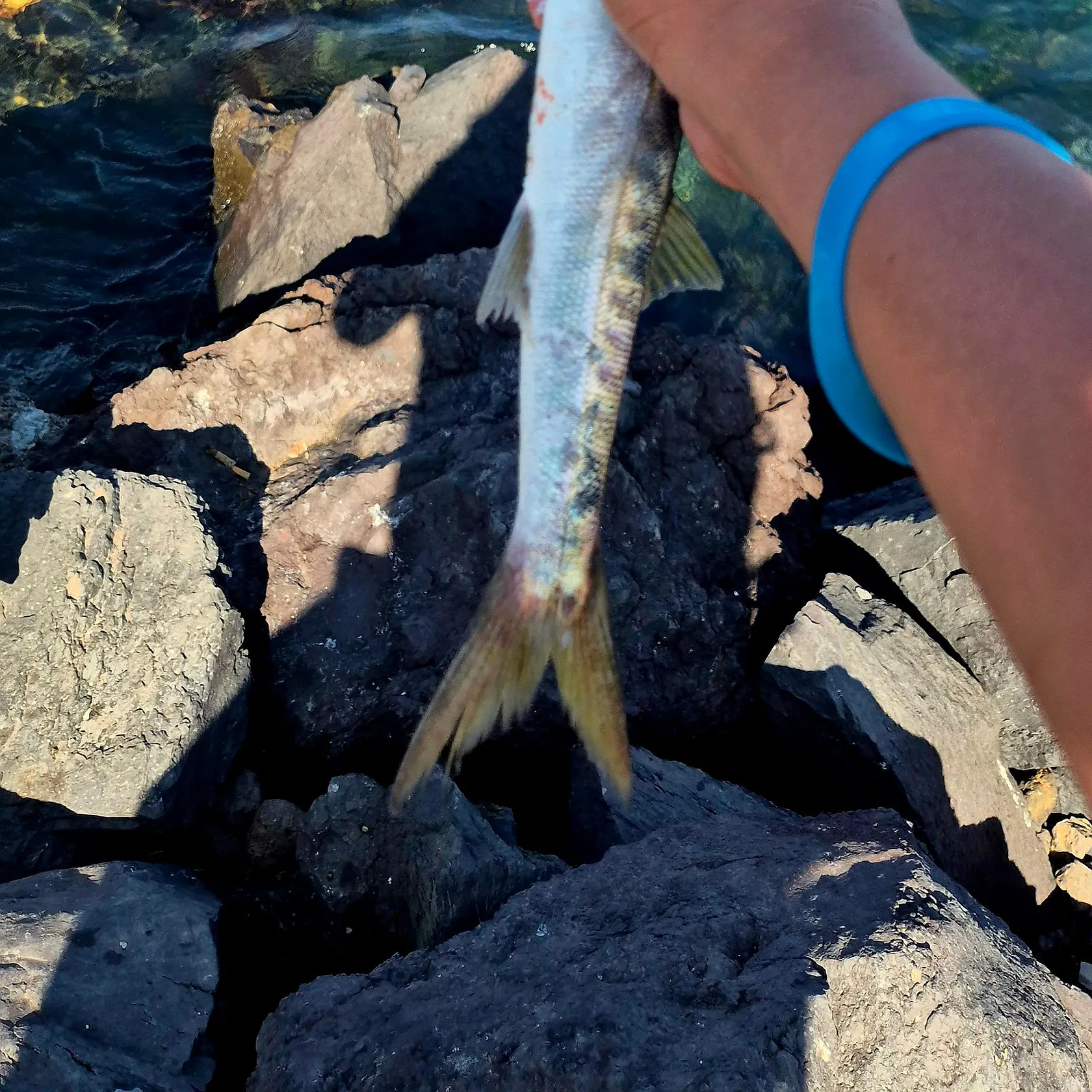 Great barracuda caught on Fishbrain