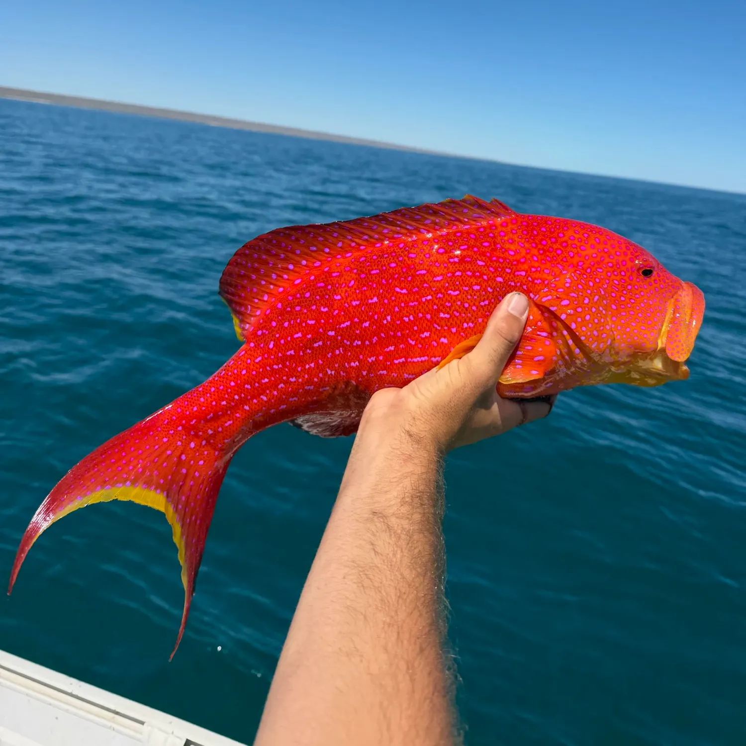 Yellow-edged lyretail caught on Fishbrain