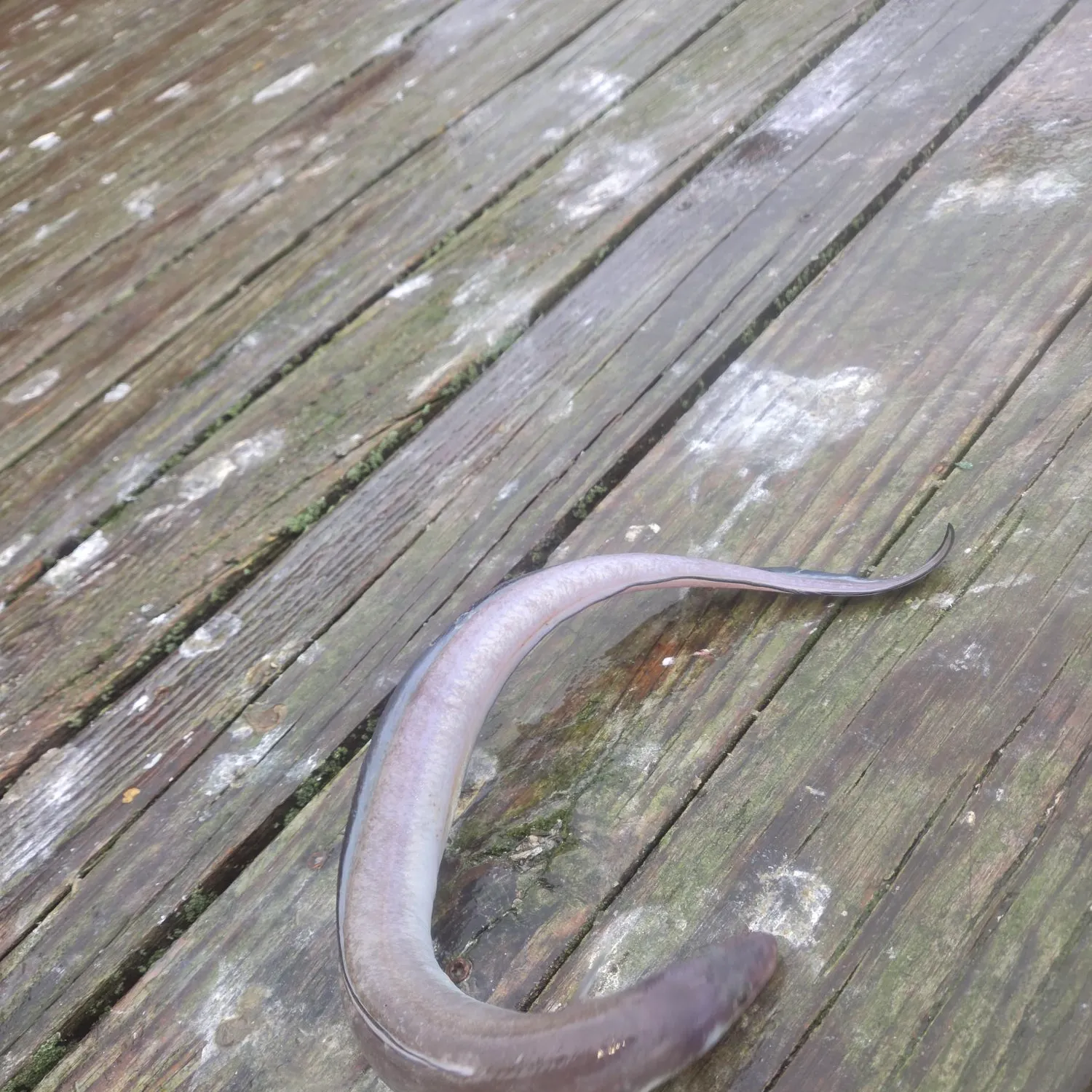 American eel caught on Fishbrain